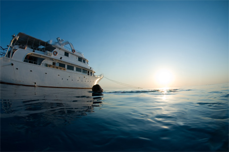 United dolphins fleet