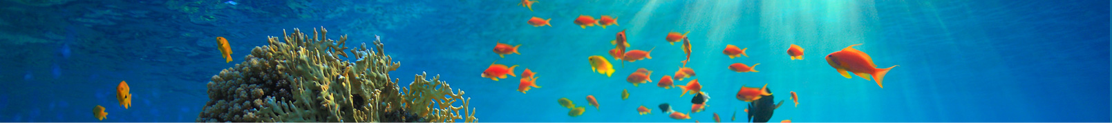 United Dolphins Contact Info