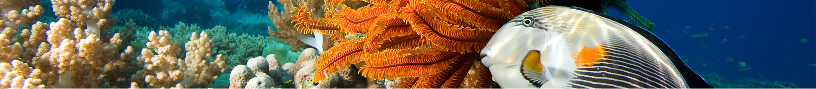 United Dolphins Diving Courses