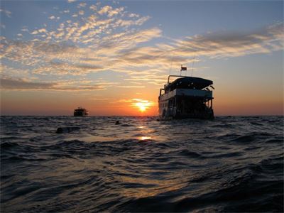 Dive Safari & Liveaboards